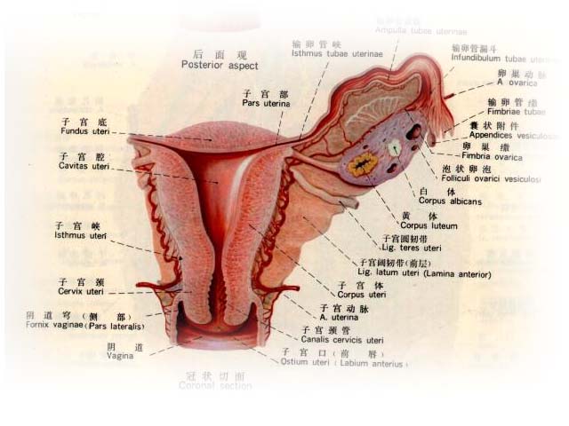 卵巢位置异常